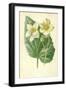 White Begonia-Frederick Edward Hulme-Framed Giclee Print