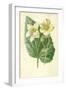 White Begonia-Frederick Edward Hulme-Framed Giclee Print