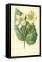 White Begonia-Frederick Edward Hulme-Framed Stretched Canvas