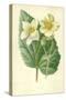 White Begonia-Frederick Edward Hulme-Stretched Canvas