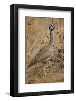 White-bellied bustard (white-bellied korhaan) (Eupodotis senegalensis), male, Ruaha National Park, -James Hager-Framed Photographic Print