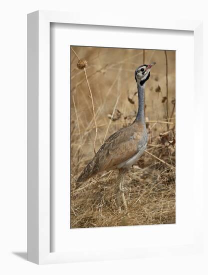 White-bellied bustard (white-bellied korhaan) (Eupodotis senegalensis), male, Ruaha National Park, -James Hager-Framed Photographic Print