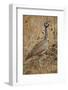 White-bellied bustard (white-bellied korhaan) (Eupodotis senegalensis), male, Ruaha National Park, -James Hager-Framed Photographic Print