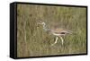 White-Bellied Bustard (White-Bellied Korhaan) (Eupodotis Senegalensis)-James Hager-Framed Stretched Canvas