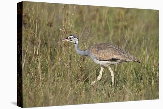 White-Bellied Bustard (White-Bellied Korhaan) (Eupodotis Senegalensis)-James Hager-Stretched Canvas