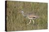 White-Bellied Bustard (White-Bellied Korhaan) (Eupodotis Senegalensis)-James Hager-Stretched Canvas