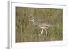 White-Bellied Bustard (White-Bellied Korhaan) (Eupodotis Senegalensis)-James Hager-Framed Photographic Print