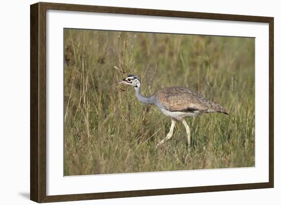 White-Bellied Bustard (White-Bellied Korhaan) (Eupodotis Senegalensis)-James Hager-Framed Photographic Print