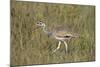 White-Bellied Bustard (White-Bellied Korhaan) (Eupodotis Senegalensis)-James Hager-Mounted Photographic Print