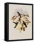 White-Bellied Cacique, C?ligena Hemileuca-John Gould-Framed Stretched Canvas