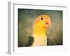 White Bellied Caique Portrait-Jai Johnson-Framed Giclee Print