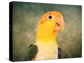 White Bellied Caique Portrait-Jai Johnson-Stretched Canvas