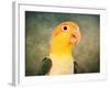 White Bellied Caique Portrait-Jai Johnson-Framed Giclee Print