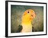 White Bellied Caique Portrait-Jai Johnson-Framed Giclee Print