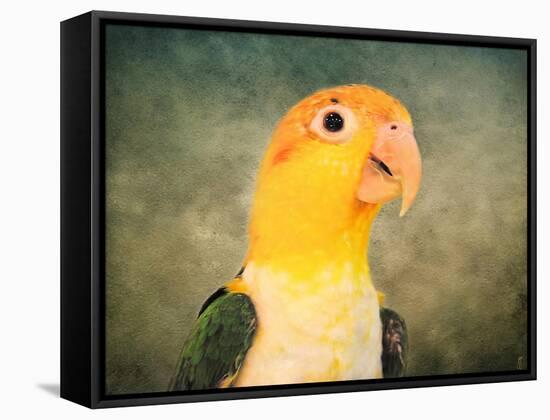 White Bellied Caique Portrait-Jai Johnson-Framed Stretched Canvas