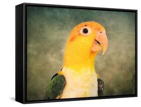 White Bellied Caique Portrait-Jai Johnson-Framed Stretched Canvas