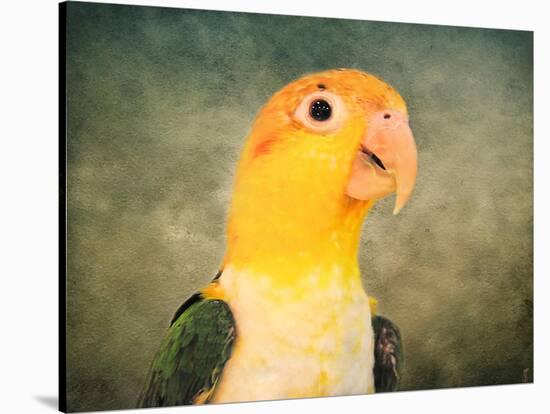 White Bellied Caique Portrait-Jai Johnson-Stretched Canvas