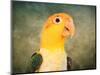 White Bellied Caique Portrait-Jai Johnson-Mounted Giclee Print