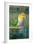 White-Bellied Caique-null-Framed Photographic Print