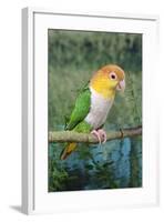 White-Bellied Caique-null-Framed Photographic Print