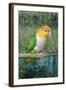 White-Bellied Caique-null-Framed Photographic Print