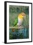 White-Bellied Caique-null-Framed Photographic Print