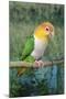 White-Bellied Caique-null-Mounted Photographic Print