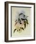 White-Bellied Emerald, Thaumatias Albiventris-John Gould-Framed Giclee Print