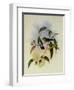 White-Bellied Emerald, Thaumatias Albiventris-John Gould-Framed Giclee Print