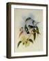 White-Bellied Emerald, Thaumatias Albiventris-John Gould-Framed Giclee Print