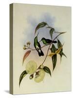 White-Bellied Emerald, Thaumatias Albiventris-John Gould-Stretched Canvas