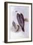 White-Bellied Fish-Eagle (Haliaeetus Leucogaster)-John Gould-Framed Giclee Print