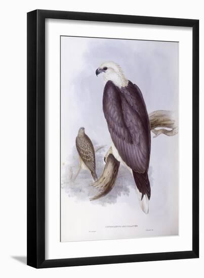 White-Bellied Fish-Eagle (Haliaeetus Leucogaster)-John Gould-Framed Giclee Print