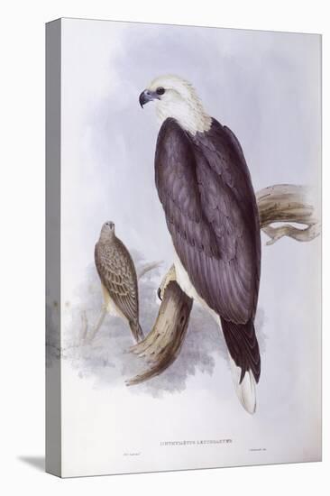 White-Bellied Fish-Eagle (Haliaeetus Leucogaster)-John Gould-Stretched Canvas