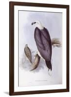 White-Bellied Fish-Eagle (Haliaeetus Leucogaster)-John Gould-Framed Giclee Print