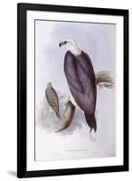 White-Bellied Fish-Eagle (Haliaeetus Leucogaster)-John Gould-Framed Giclee Print