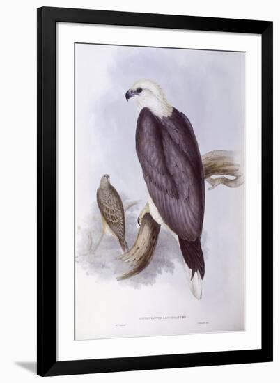 White-Bellied Fish-Eagle (Haliaeetus Leucogaster)-John Gould-Framed Giclee Print