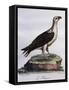 White-Bellied Fish-Eagle (Haliaeetus Leucogaster)-null-Framed Stretched Canvas