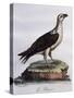 White-Bellied Fish-Eagle (Haliaeetus Leucogaster)-null-Stretched Canvas