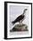 White-Bellied Fish-Eagle (Haliaeetus Leucogaster)-null-Framed Giclee Print