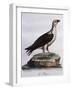 White-Bellied Fish-Eagle (Haliaeetus Leucogaster)-null-Framed Giclee Print