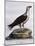 White-Bellied Fish-Eagle (Haliaeetus Leucogaster)-null-Mounted Giclee Print