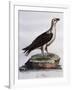 White-Bellied Fish-Eagle (Haliaeetus Leucogaster)-null-Framed Giclee Print