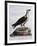 White-Bellied Fish-Eagle (Haliaeetus Leucogaster)-null-Framed Giclee Print