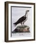 White-Bellied Fish-Eagle (Haliaeetus Leucogaster)-null-Framed Premium Giclee Print