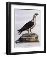 White-Bellied Fish-Eagle (Haliaeetus Leucogaster)-null-Framed Premium Giclee Print