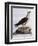 White-Bellied Fish-Eagle (Haliaeetus Leucogaster)-null-Framed Premium Giclee Print