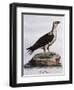 White-Bellied Fish-Eagle (Haliaeetus Leucogaster)-null-Framed Premium Giclee Print