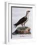 White-Bellied Fish-Eagle (Haliaeetus Leucogaster)-null-Framed Premium Giclee Print