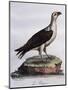 White-Bellied Fish-Eagle (Haliaeetus Leucogaster)-null-Mounted Premium Giclee Print